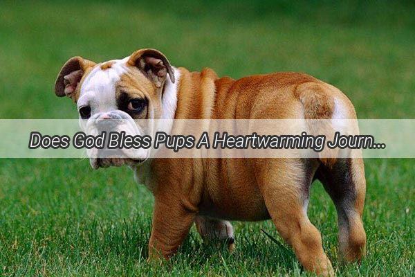 Does God Bless Pups A Heartwarming Journey of Faith and Furry Friends